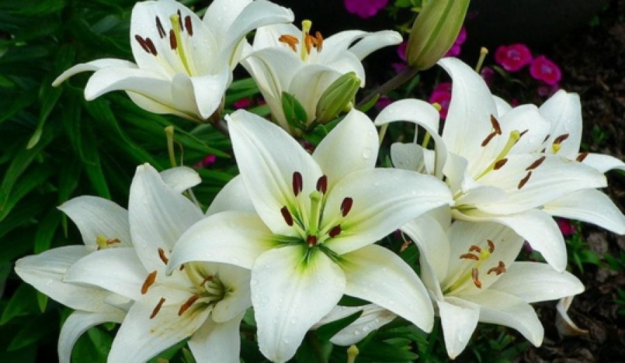 Dağlarıma çiçekler açmış